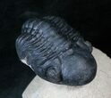 Arched Reedops Trilobite - Morocco #14142-3